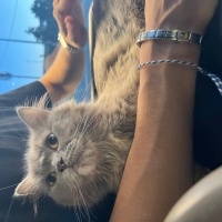 British Longhair, Kedi  Luna fotoğrafı