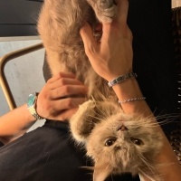 British Longhair, Kedi  Luna fotoğrafı