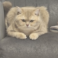 British Shorthair, Kedi  Mia fotoğrafı
