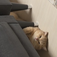 British Shorthair, Kedi  Mia fotoğrafı