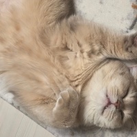 British Shorthair, Kedi  Mia fotoğrafı