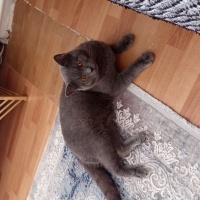 British Longhair, Kedi  Krom fotoğrafı