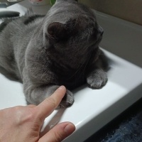 British Shorthair, Kedi  Duman fotoğrafı