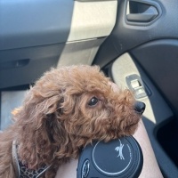 Poodle (Minyatür Kaniş), Köpek  Marsel fotoğrafı