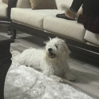 Maltese, Köpek  Oscar  fotoğrafı