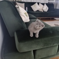 Scottish Fold, Kedi  Miinnik fotoğrafı