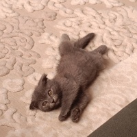 Scottish Fold, Kedi  Miinnik fotoğrafı