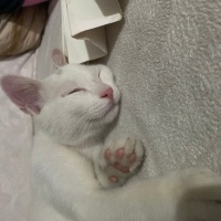 Tekir Kedi, Kedi  Maya fotoğrafı