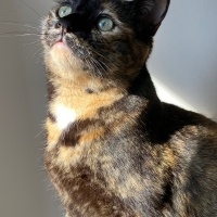 Tekir Kedi, Kedi  Zilli fotoğrafı