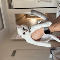 British Shorthair, Kedi  Pamuk fotoğrafı