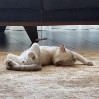 British Shorthair, Kedi  Pamuk fotoğrafı