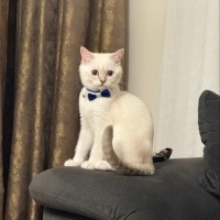 British Shorthair, Kedi  Pamuk fotoğrafı