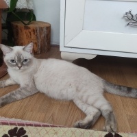 k1290533 kullanıcısının #229055 peti