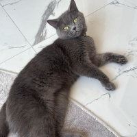 British Shorthair, Kedi  Lila fotoğrafı