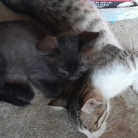 Tekir Kedi, Kedi  Tesla ve Sokrates fotoğrafı