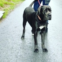 Cane Corso Italiano, Köpek  Venüs fotoğrafı
