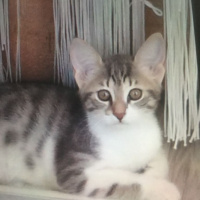Tekir Kedi, Kedi  Süslü fotoğrafı
