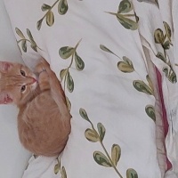 Sarman, Kedi  Winnie fotoğrafı