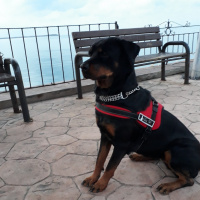 Rottweiler, Köpek  Arya fotoğrafı