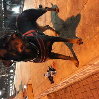Rottweiler, Köpek  Arya fotoğrafı