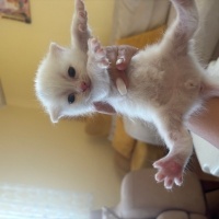 British Shorthair, Kedi  Yavrucuk fotoğrafı