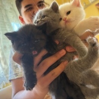 British Shorthair, Kedi  Yavrucuk fotoğrafı