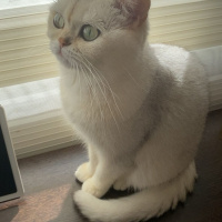 British Shorthair, Kedi  Papatya fotoğrafı