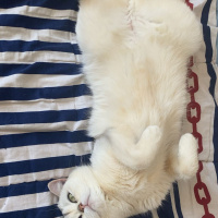 British Shorthair, Kedi  Papatya fotoğrafı