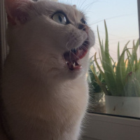 British Shorthair, Kedi  Papatya fotoğrafı