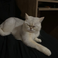 British Shorthair, Kedi  Papatya fotoğrafı
