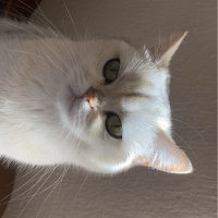 British Shorthair, Kedi  Papatya fotoğrafı