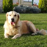 Golden Retriever, Köpek  Linda  fotoğrafı