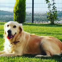 Golden Retriever, Köpek  Linda  fotoğrafı