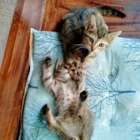 Tekir Kedi, Kedi  Osman ve Kardeşi fotoğrafı