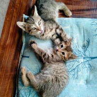 Tekir Kedi, Kedi  Osman ve Kardeşi fotoğrafı