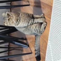 Scottish Fold, Kedi  Minnoş fotoğrafı