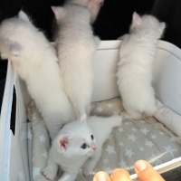 British Shorthair, Kedi  Jesi fotoğrafı