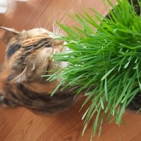 Tekir Kedi, Kedi  Uslu fotoğrafı