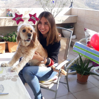 Amerikan Cocker Spaniel, Köpek  Ceviz fotoğrafı