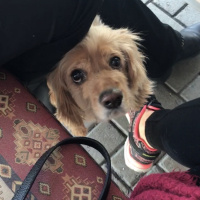 Amerikan Cocker Spaniel, Köpek  Ceviz fotoğrafı