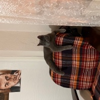 Mavi Rus, Kedi  Aslan fotoğrafı