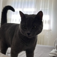 Mavi Rus, Kedi  Aslan fotoğrafı