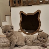 Scottish Fold, Kedi  Yavru fotoğrafı