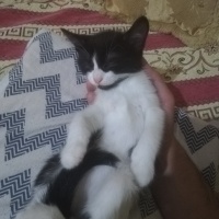 Tekir Kedi, Kedi  Neşe fotoğrafı