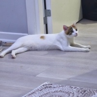 Tekir Kedi, Kedi  Beyaz fotoğrafı