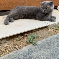 Scottish Fold, Kedi  ACİL YUVA ARIYORUZ ACİLL!!!! fotoğrafı