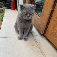 Scottish Fold, Kedi  ACİL YUVA ARIYORUZ ACİLL!!!! fotoğrafı