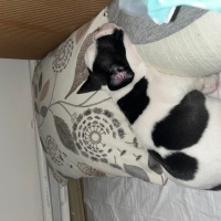 Fransız Bulldog, Köpek  Mars fotoğrafı