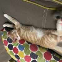Sarman, Kedi  Simba fotoğrafı