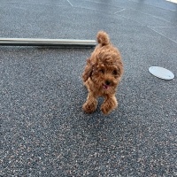 Poodle (Minyatür Kaniş), Köpek  Lidya fotoğrafı